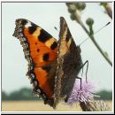 Aglais urticae - Kleiner Fuchs 12.jpg